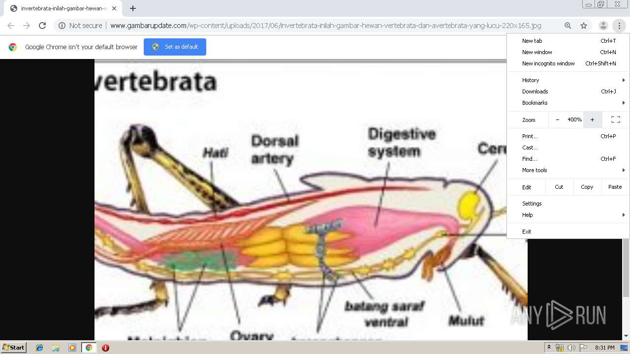 36+ Hewan vertebrata dan avertebrata update